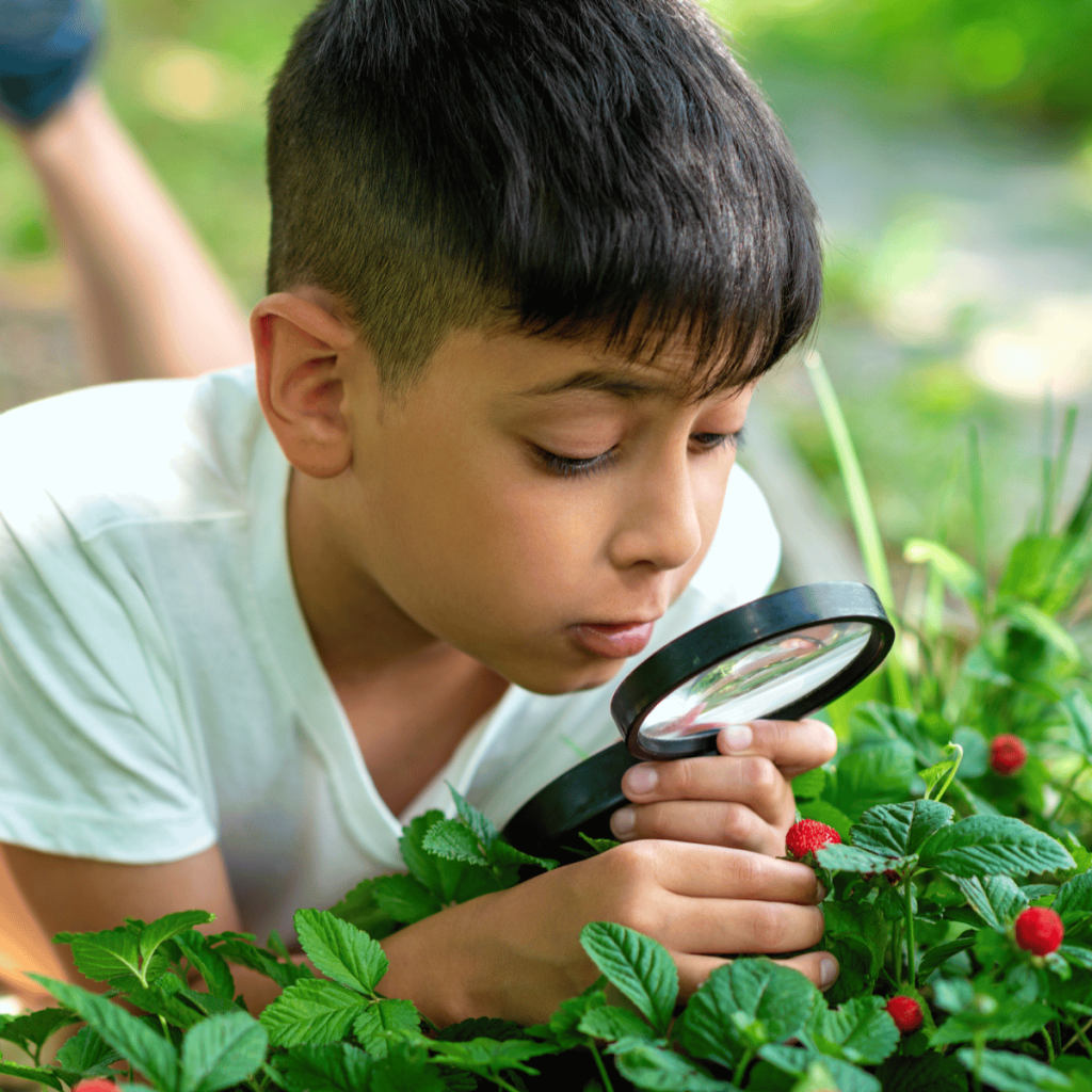 boy with magnifying glass in the grass looking at strawberries growing wild